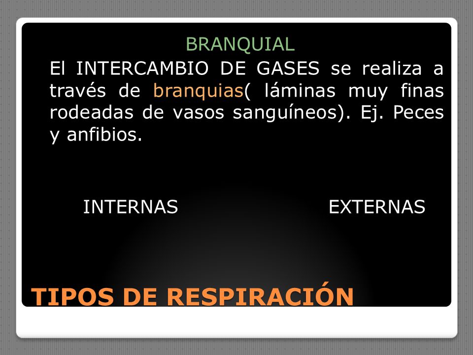 BRANQUIAL El INTERCAMBIO DE GASES se realiza a través de branquias( láminas muy finas rodeadas de vasos sanguíneos). Ej. Peces y anfibios. INTERNAS EXTERNAS