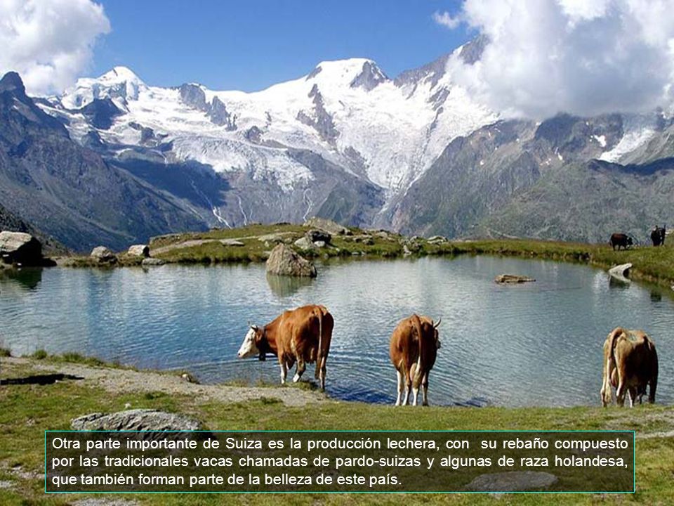 Otra parte importante de Suiza es la producción lechera, con su rebaño compuesto por las tradicionales vacas chamadas de pardo-suizas y algunas de raza holandesa, que también forman parte de la belleza de este país.