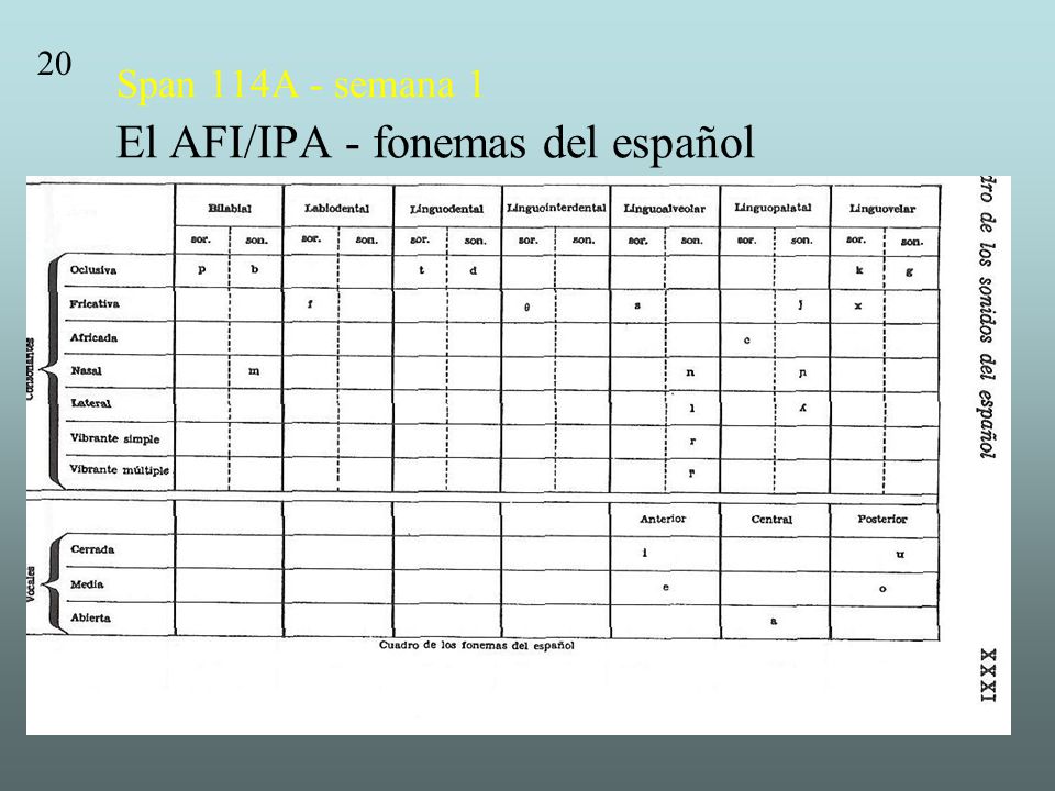 Span 114A - semana 1 El AFI/IPA - fonemas del español