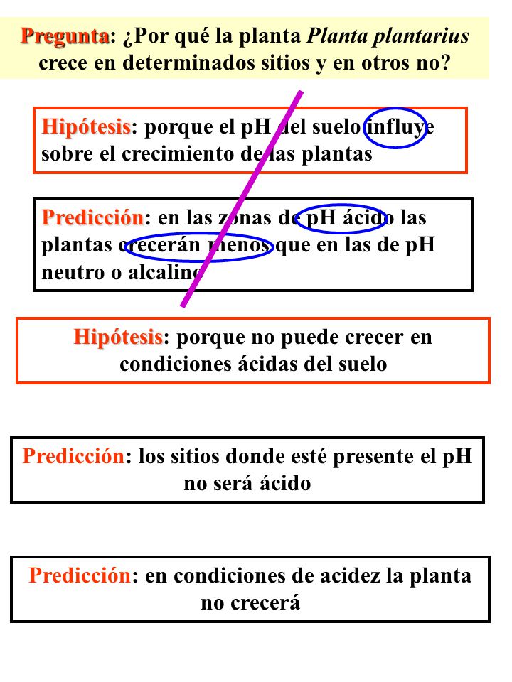 Hipótesis: porque no puede crecer en condiciones ácidas del suelo