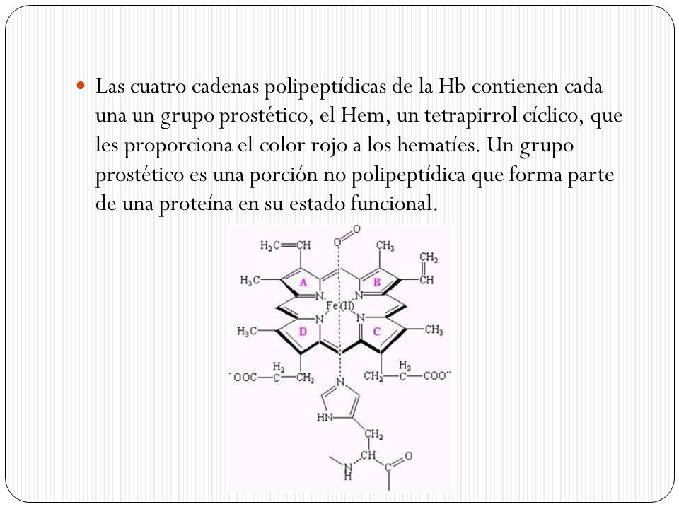 Las cuatro cadenas polipeptídicas de la Hb contienen cada una un grupo prostético, el Hem, un tetrapirrol cíclico, que les proporciona el color rojo a los hematíes.
