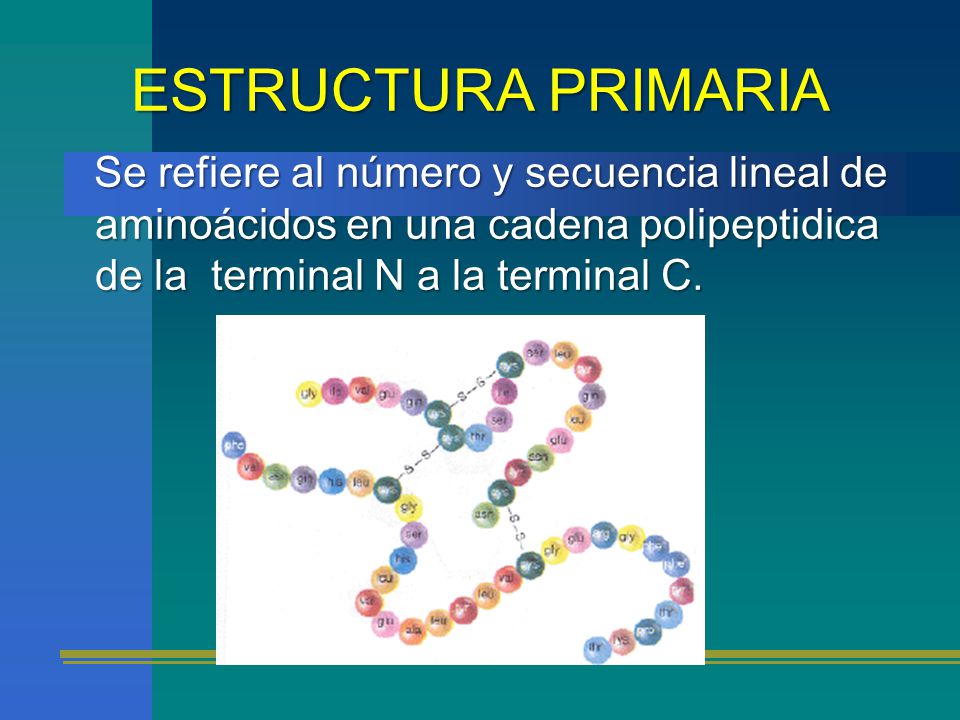 ESTRUCTURA PRIMARIA Se refiere al número y secuencia lineal de aminoácidos en una cadena polipeptidica de la terminal N a la terminal C.