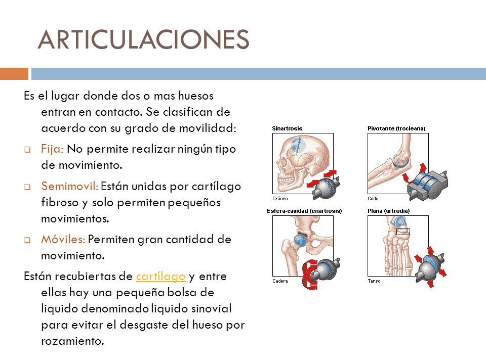 ARTICULACIONES Es el lugar donde dos o mas huesos entran en contacto. Se clasifican de acuerdo con su grado de movilidad: