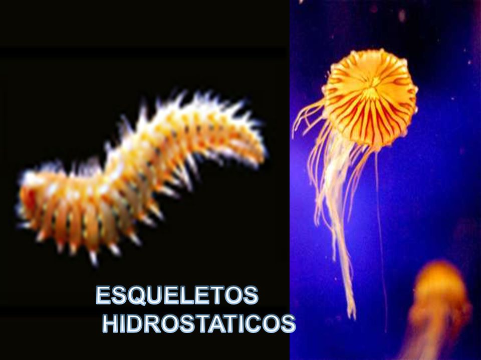 ESQUELETOS HIDROSTATICOS