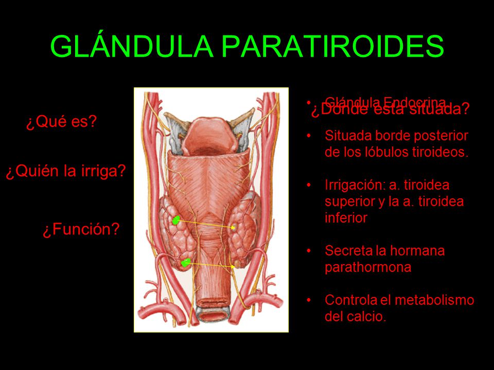 GLÁNDULA PARATIROIDES