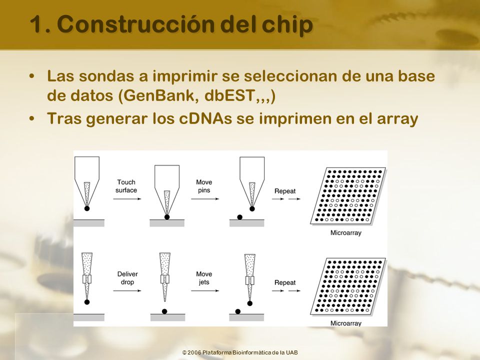 1. Construcción del chip Las sondas a imprimir se seleccionan de una base de datos (GenBank, dbEST,,,)