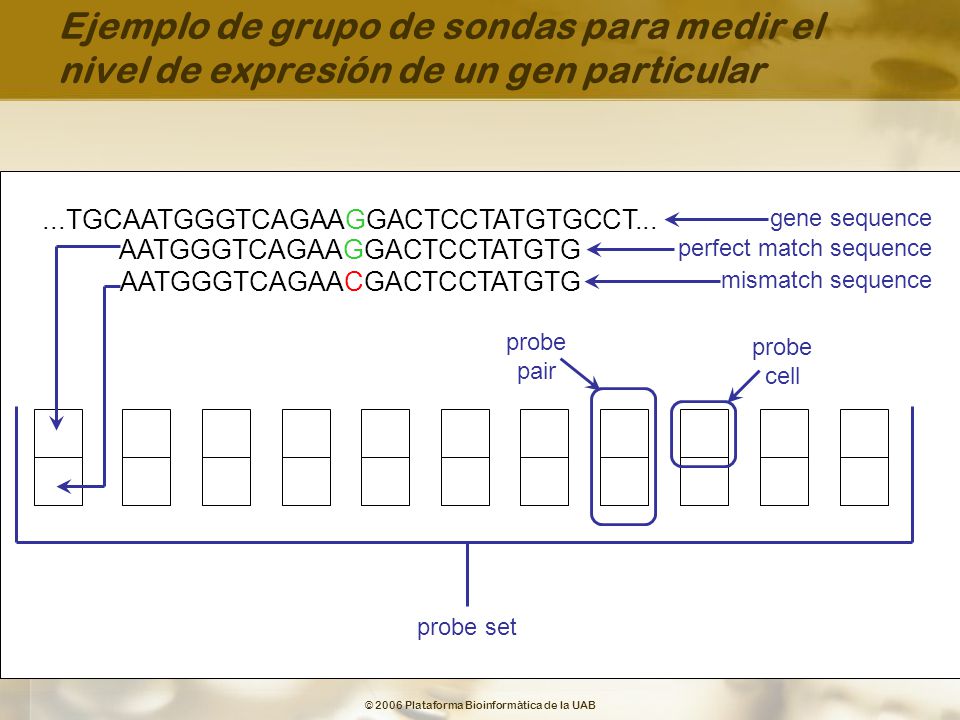Ejemplo de grupo de sondas para medir el nivel de expresión de un gen particular