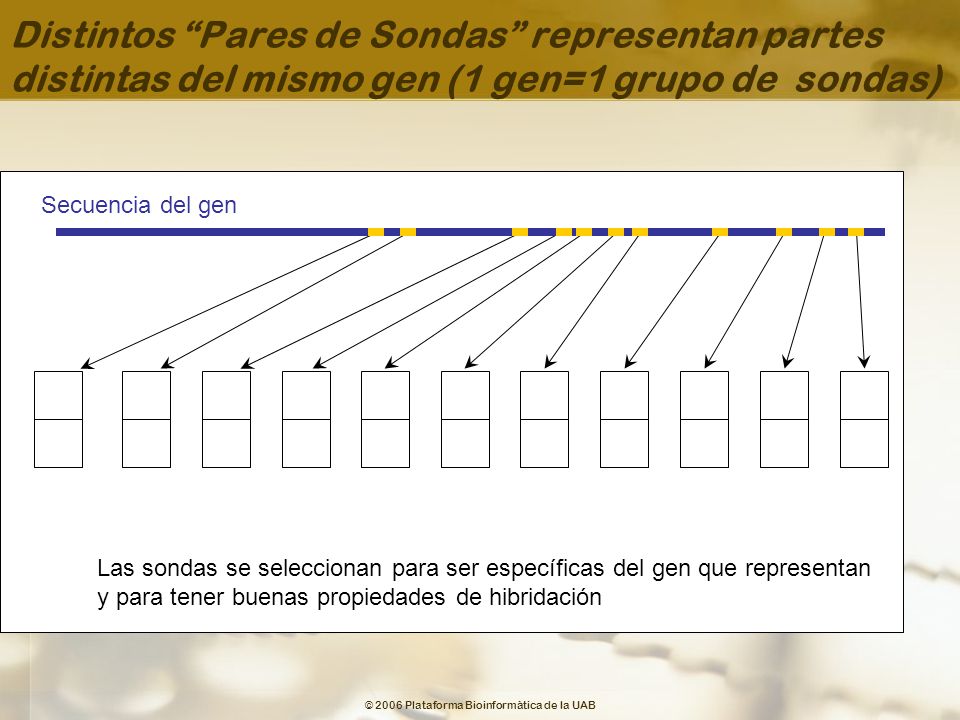 Distintos Pares de Sondas representan partes distintas del mismo gen (1 gen=1 grupo de sondas)