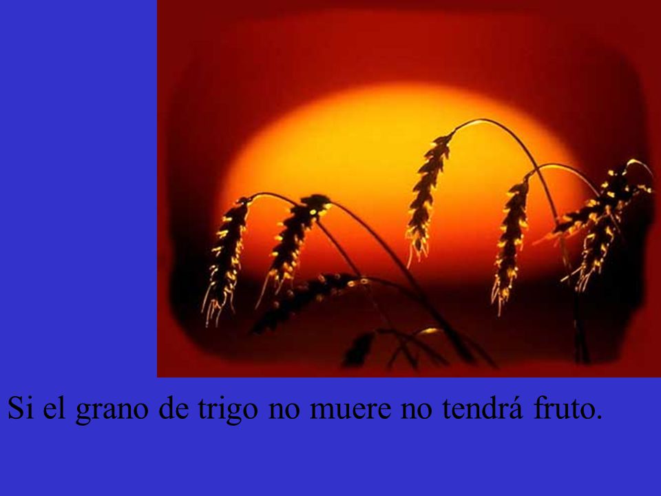 Si el grano de trigo no muere no tendrá fruto.