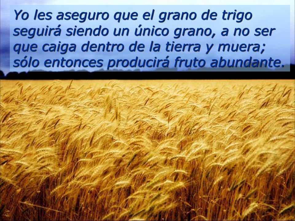 Yo les aseguro que el grano de trigo seguirá siendo un único grano, a no ser que caiga dentro de la tierra y muera; sólo entonces producirá fruto abundante.