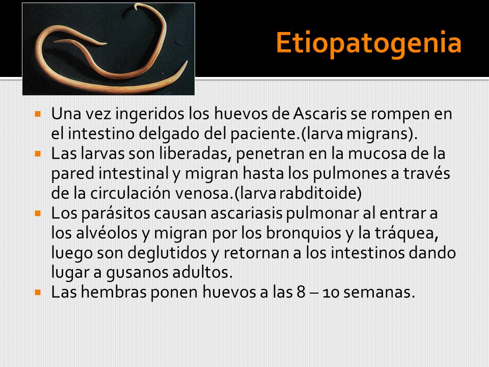 Etiopatogenia Una vez ingeridos los huevos de Ascaris se rompen en el intestino delgado del paciente.(larva migrans).