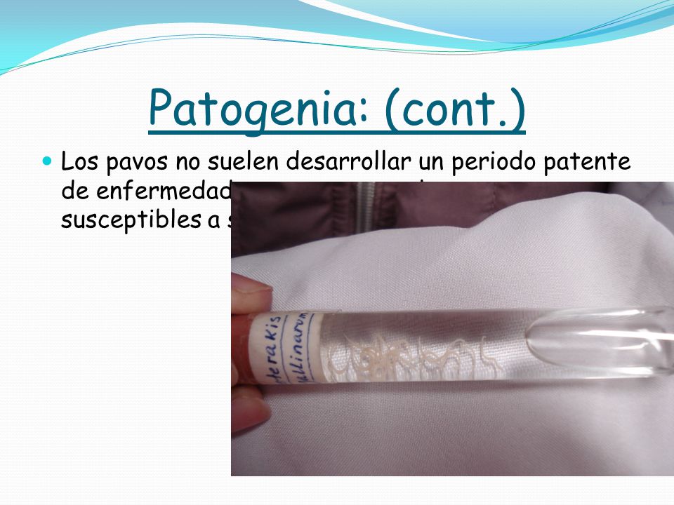 Patogenia: (cont.) Los pavos no suelen desarrollar un periodo patente de enfermedad, pero son aves altamente susceptibles a sufrir la Histomoniasis.