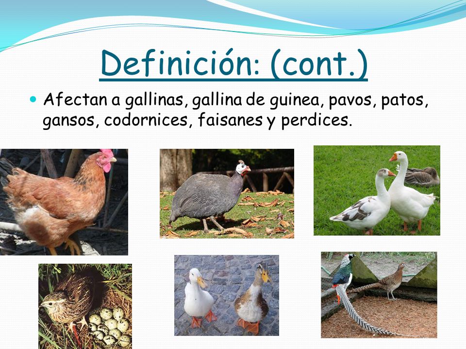 Definición: (cont.) Afectan a gallinas, gallina de guinea, pavos, patos, gansos, codornices, faisanes y perdices.