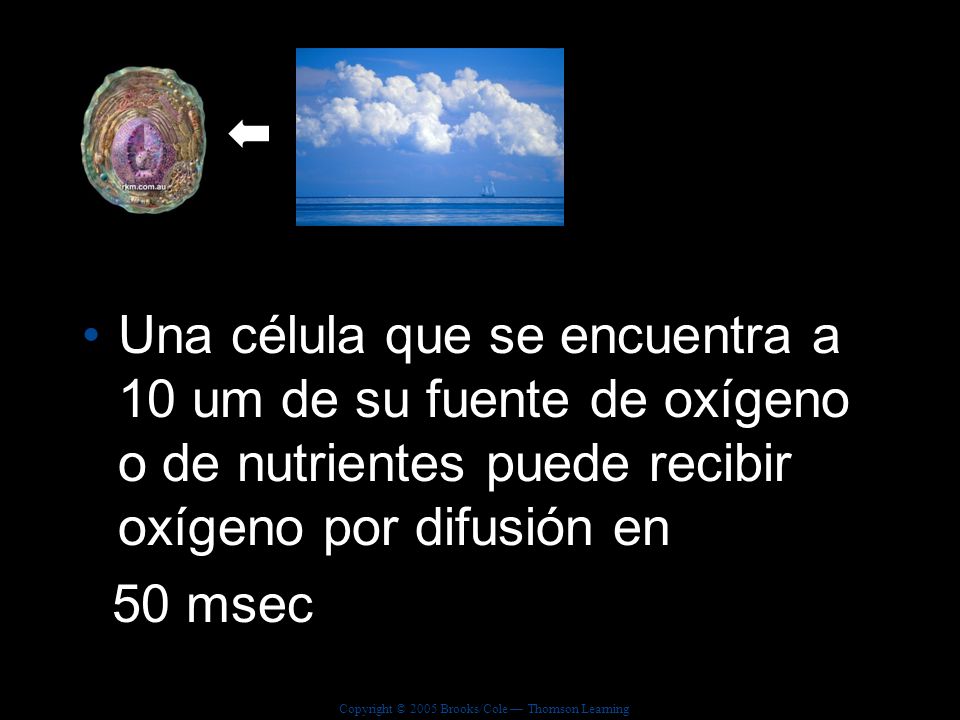 Una célula que se encuentra a 10 um de su fuente de oxígeno o de nutrientes puede recibir oxígeno por difusión en