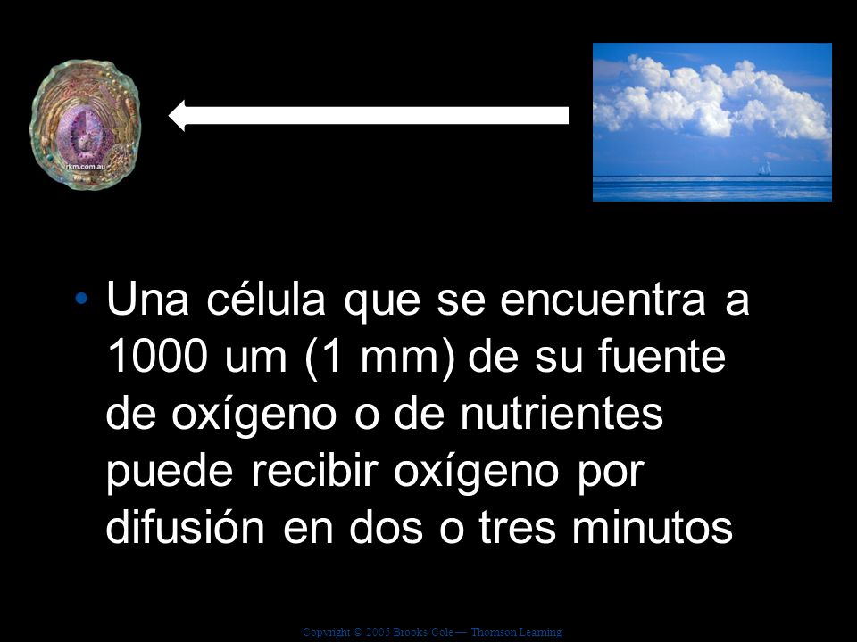 Una célula que se encuentra a 1000 um (1 mm) de su fuente de oxígeno o de nutrientes puede recibir oxígeno por difusión en dos o tres minutos