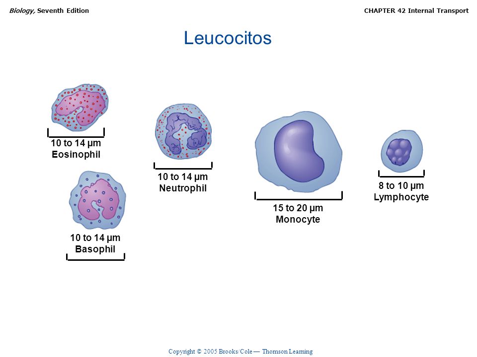 Leucocitos 10 to 14 µm Eosinophil 10 to 14 µm Neutrophil 8 to 10 µm