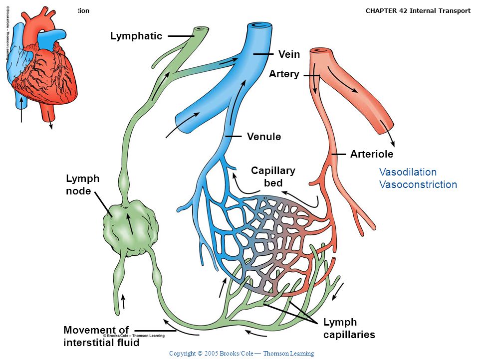 Lymphatic Vein. Artery. Venule. Arteriole. Capillary. bed. Vasodilation. Vasoconstriction. Lymph.
