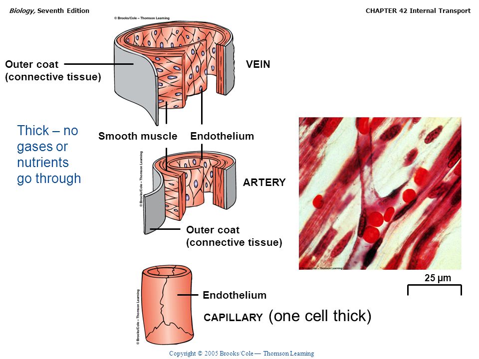 (one cell thick) Thick – no gases or nutrients go through Outer coat