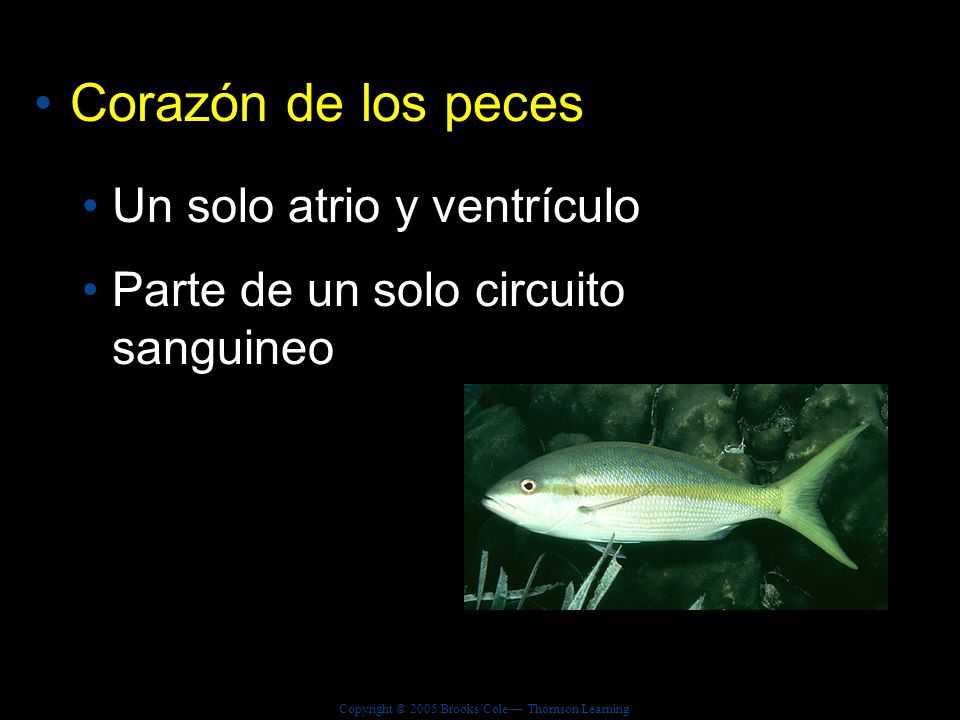 Corazón de los peces Un solo atrio y ventrículo