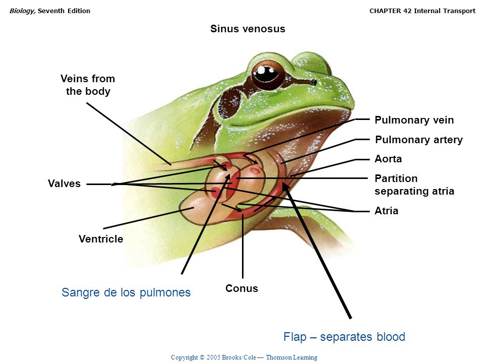 Sangre de los pulmones Flap – separates blood Sinus venosus Veins from