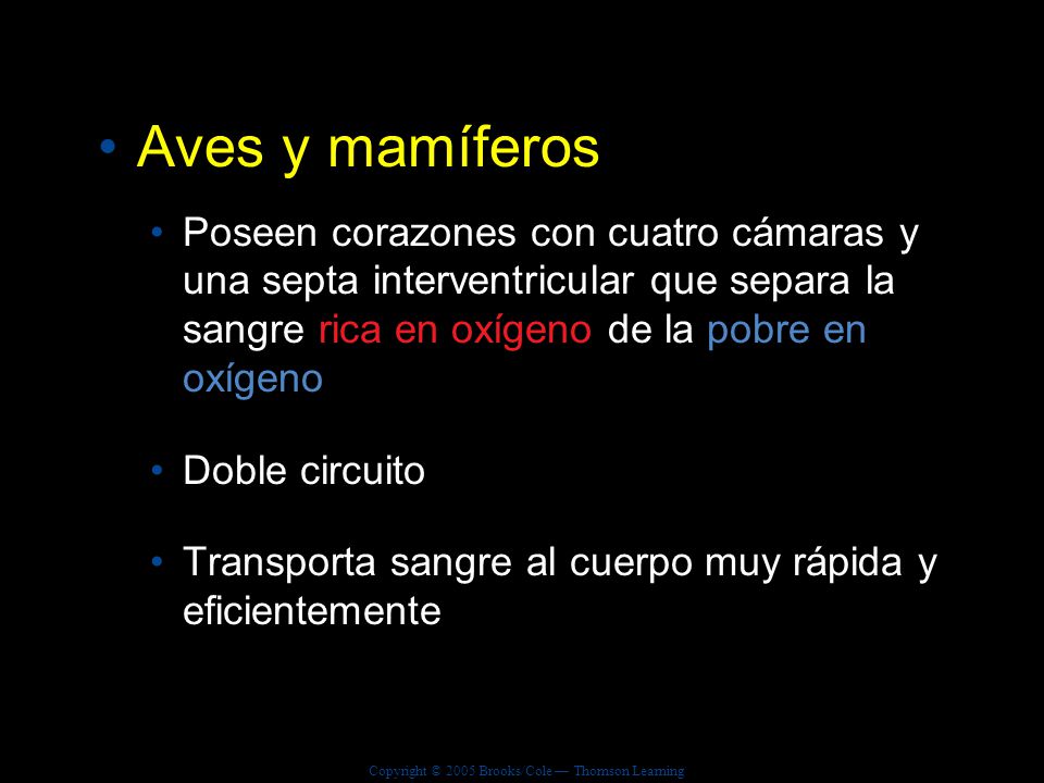 Aves y mamíferos Poseen corazones con cuatro cámaras y una septa interventricular que separa la sangre rica en oxígeno de la pobre en oxígeno.