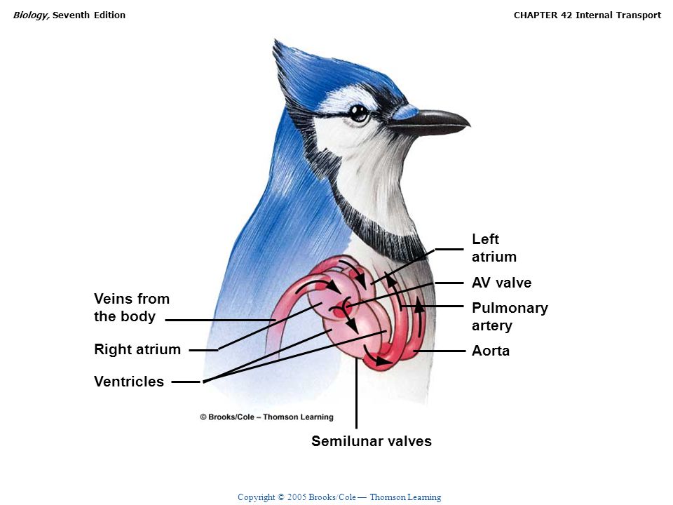 Left atrium. AV valve. Veins from. the body. Pulmonary. artery. Right atrium. Aorta. Ventricles.