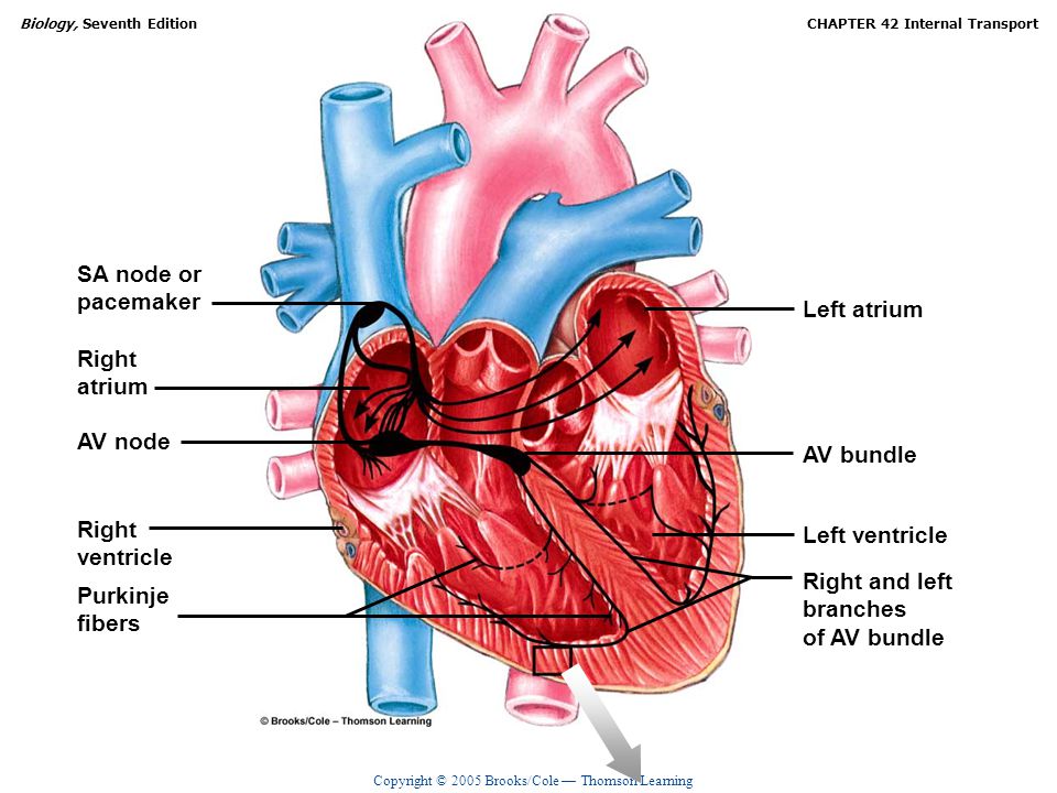 SA node or pacemaker. Left atrium. Right. atrium. AV node. AV bundle. Right. ventricle. Left ventricle.