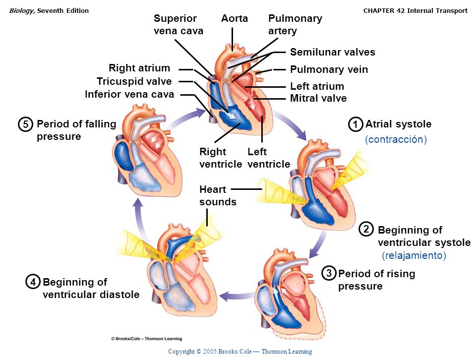Superior vena cava. Aorta. Pulmonary. artery. Semilunar valves. Right atrium. Pulmonary vein.