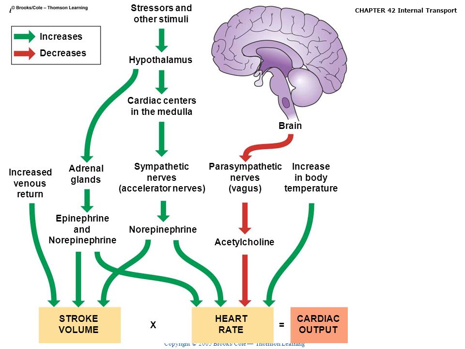 Stressors and other stimuli. Increases. Decreases. Hypothalamus. Cardiac centers. in the medulla.