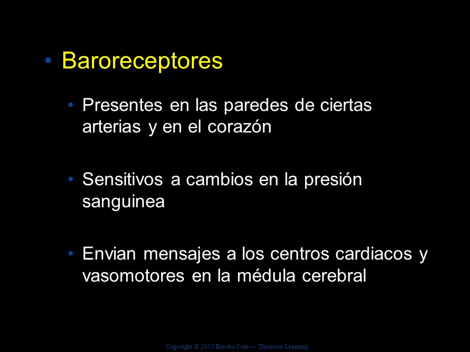 Baroreceptores Presentes en las paredes de ciertas arterias y en el corazón. Sensitivos a cambios en la presión sanguinea.