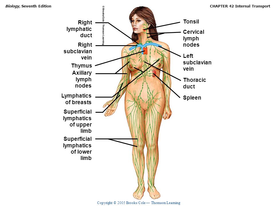 Right lymphatic. duct. Tonsil. Cervical. lymph. nodes. Right. subclavian. vein. Left. subclavian.