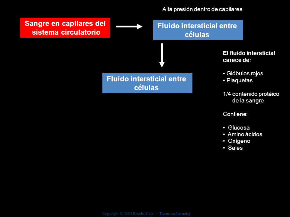 Sangre en capilares del sistema circulatorio Fluido intersticial entre