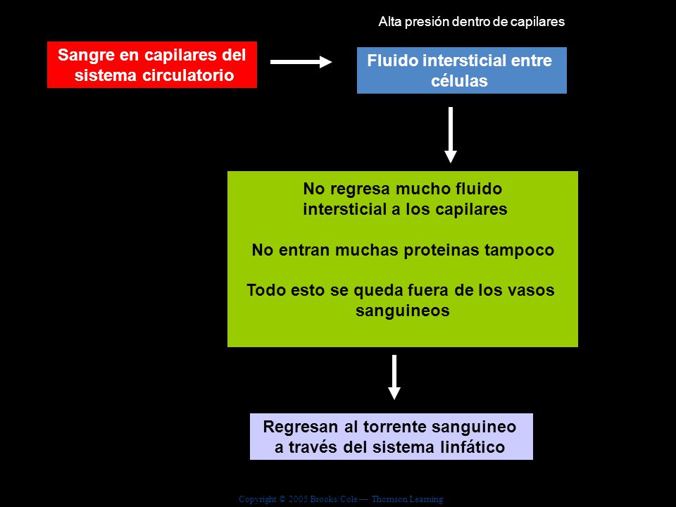 Sangre en capilares del sistema circulatorio Fluido intersticial entre