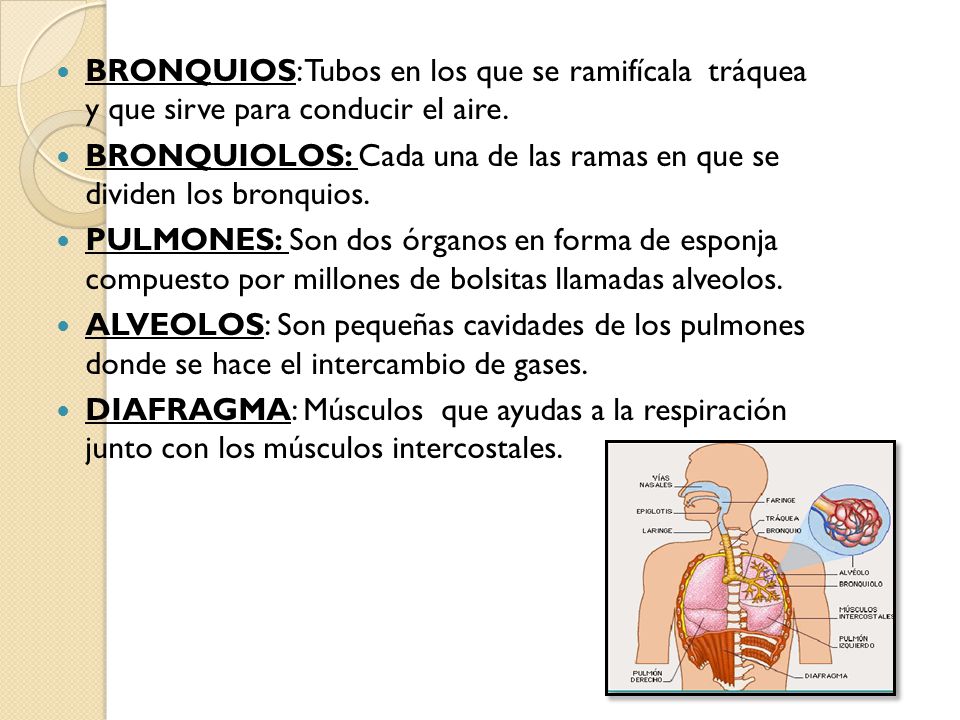 BRONQUIOS: Tubos en los que se ramifícala tráquea y que sirve para conducir el aire.