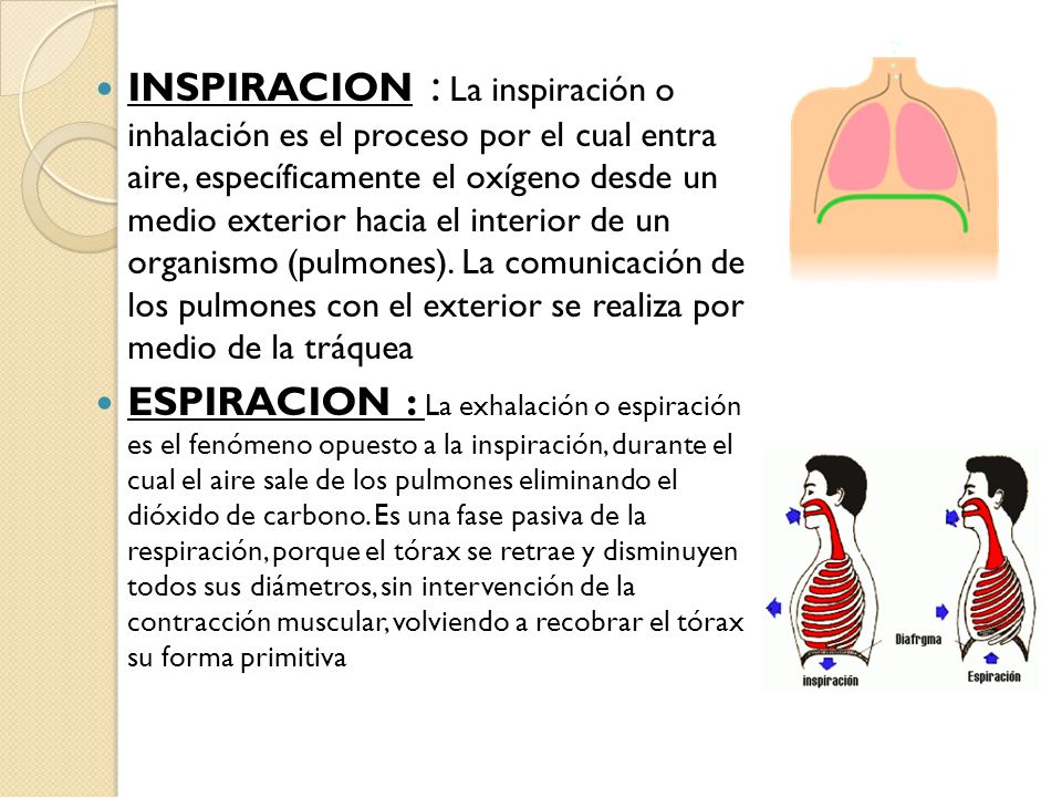 INSPIRACION : La inspiración o inhalación es el proceso por el cual entra aire, específicamente el oxígeno desde un medio exterior hacia el interior de un organismo (pulmones). La comunicación de los pulmones con el exterior se realiza por medio de la tráquea