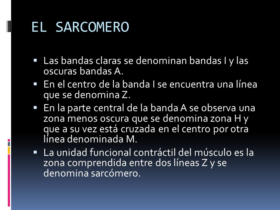 EL SARCOMERO Las bandas claras se denominan bandas Ι y las oscuras bandas A. En el centro de la banda Ι se encuentra una línea que se denomina Z.