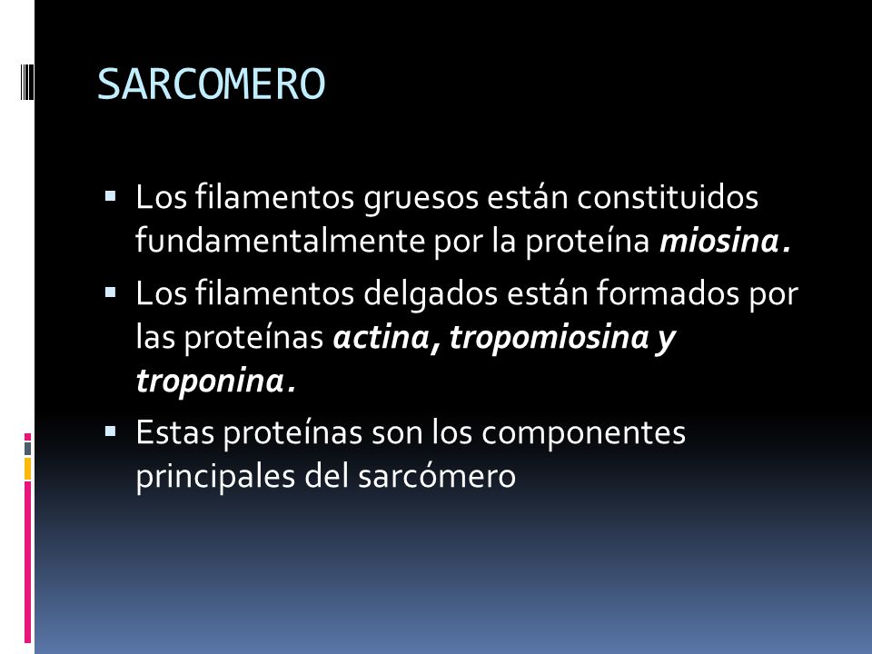 SARCOMERO Los filamentos gruesos están constituidos fundamentalmente por la proteína miosina.