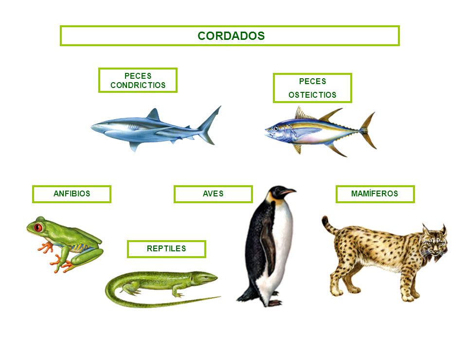 CORDADOS PECES CONDRICTIOS PECES OSTEICTIOS ANFIBIOS AVES MAMÍFEROS