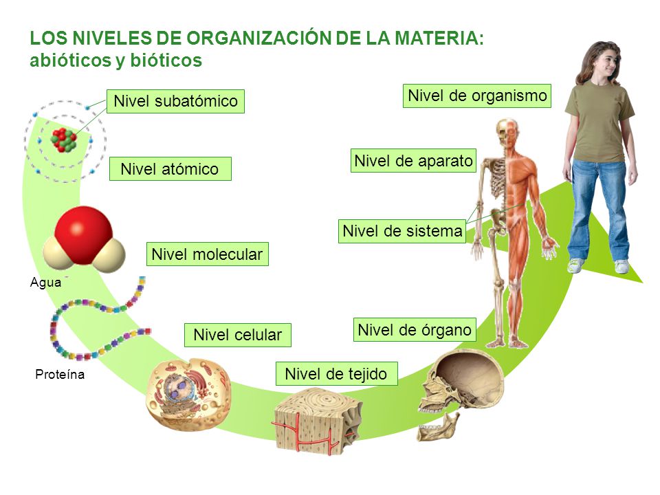 LOS NIVELES DE ORGANIZACIÓN DE LA MATERIA: abióticos y bióticos