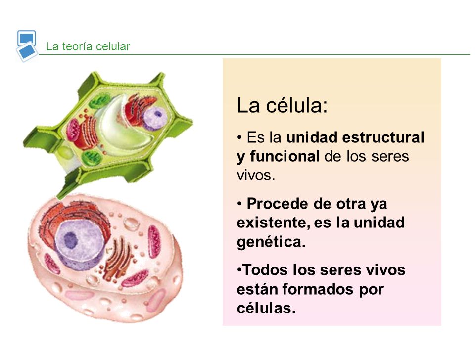 La célula: Es la unidad estructural y funcional de los seres vivos.