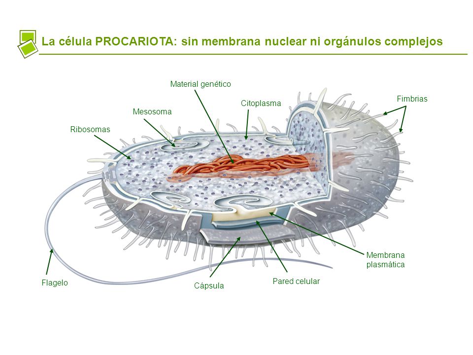 La célula PROCARIOTA: sin membrana nuclear ni orgánulos complejos