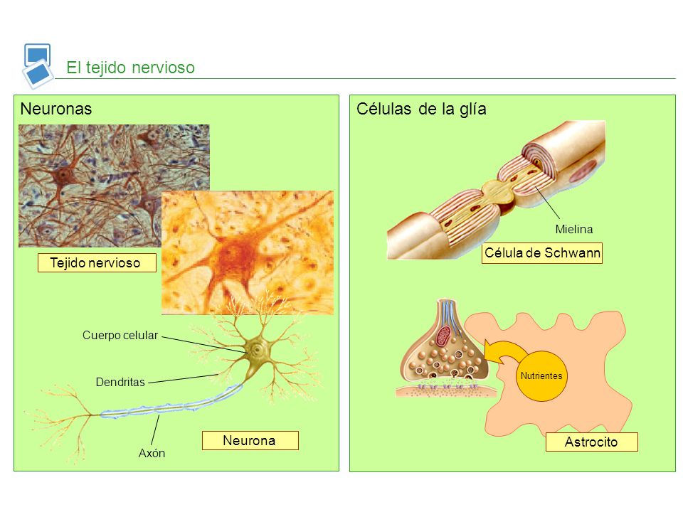El tejido nervioso Neuronas Células de la glía Célula de Schwann