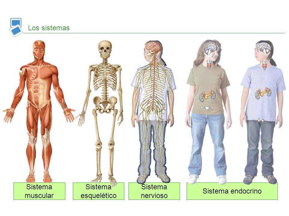 Los sistemas Sistema muscular Sistema esquelético Sistema nervioso Sistema endocrino