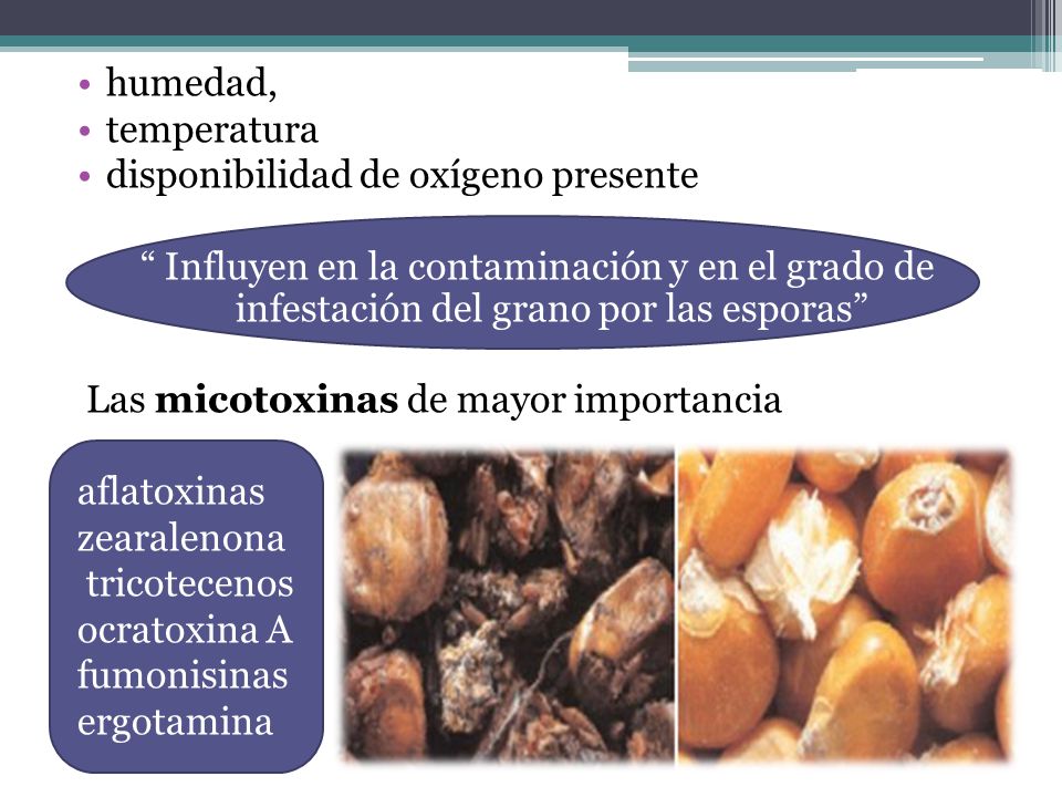 humedad, temperatura. disponibilidad de oxígeno presente. Influyen en la contaminación y en el grado de infestación del grano por las esporas
