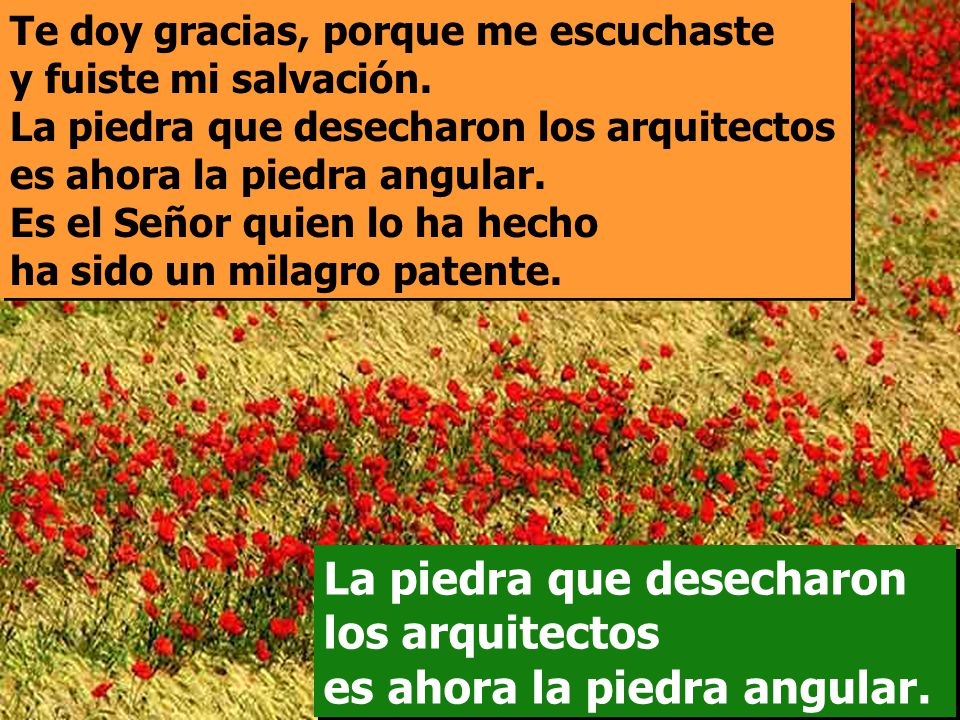 La piedra que desecharon los arquitectos es ahora la piedra angular.