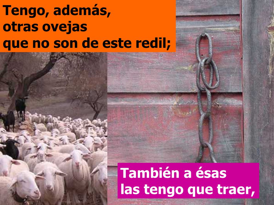 Tengo, además, otras ovejas que no son de este redil;