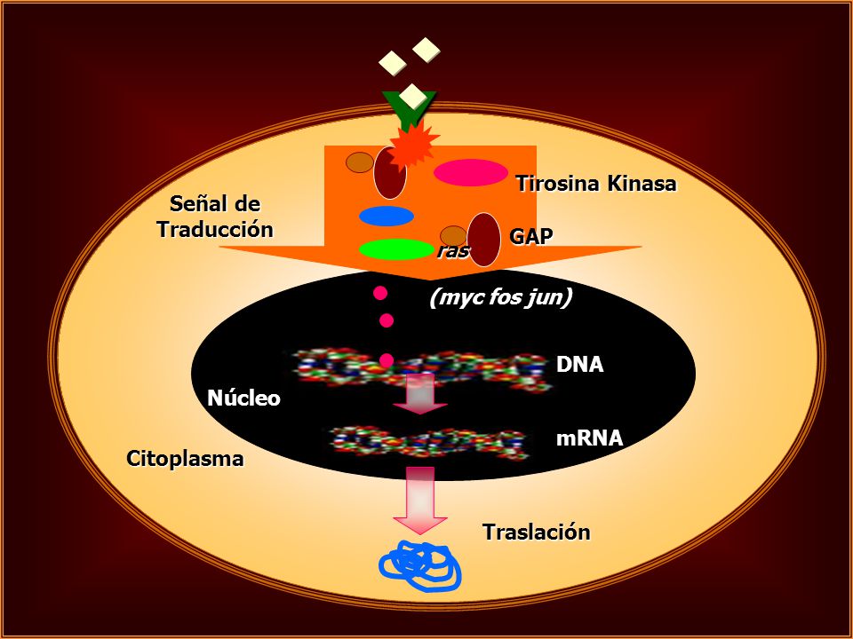 Y Tirosina Kinasa Señal de Traducción GAP ras (myc fos jun) DNA Núcleo
