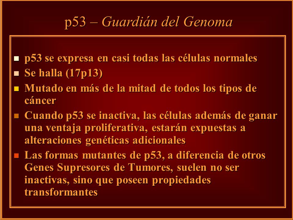 p53 – Guardián del Genoma p53 se expresa en casi todas las células normales. Se halla (17p13)