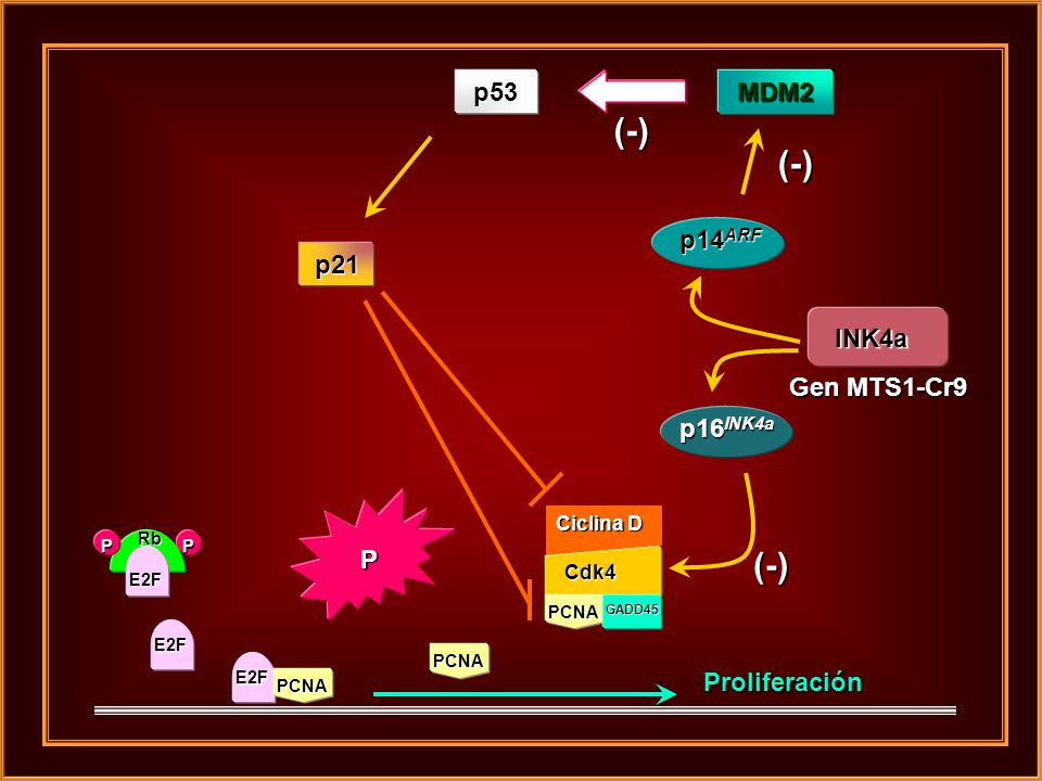 (-) (-) (-) p53 MDM2 p14ARF p21 INK4a Gen MTS1-Cr9 p16INK4a P