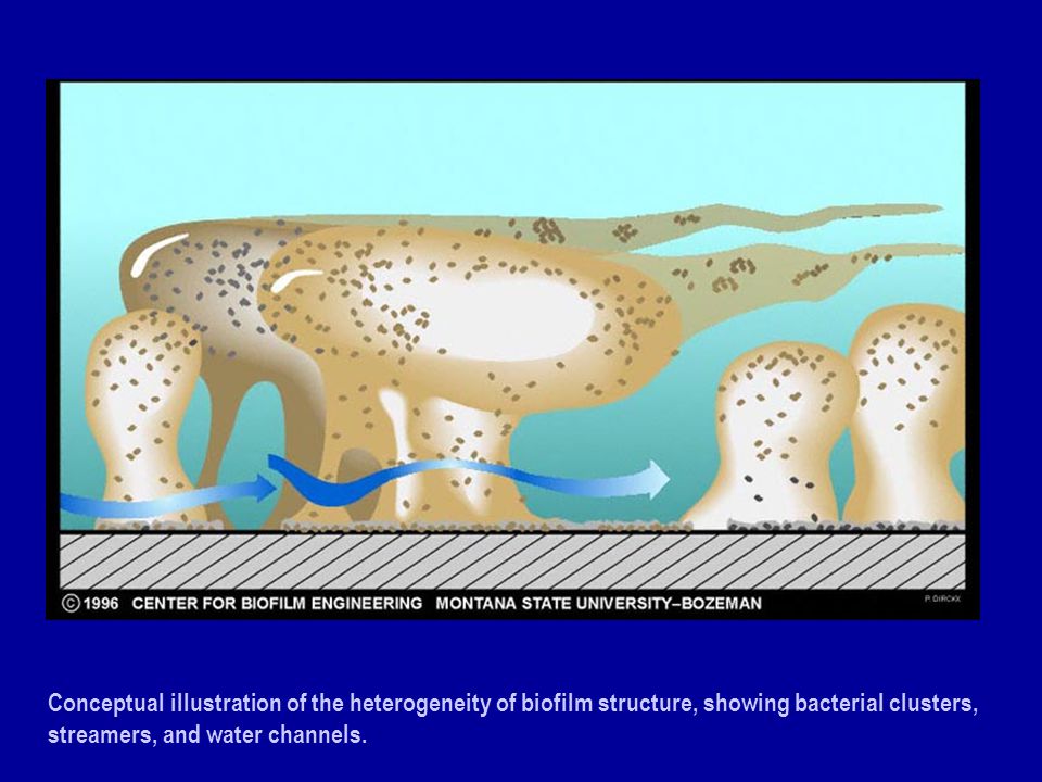 Conceptual illustration of the heterogeneity of biofilm structure, showing bacterial clusters, streamers, and water channels.